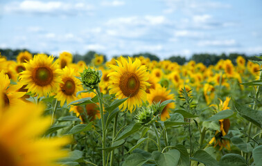 Field of blooming sunflowers on a background of blue sky in Ukraine