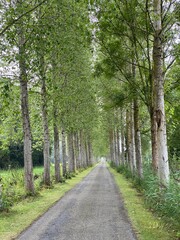 Small road passing through alley of trees in France, Noyelles-sur-Mer