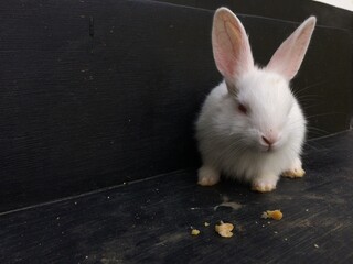 white rabbit