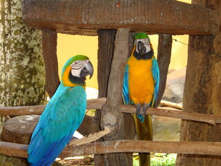 blue and yellow macaw