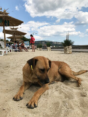 Dog laying on the beach at the seaside over mountains and blue sky background.