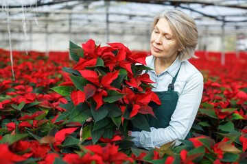 Skilled female florist engaged in cultivation of plants of Euphorbia pulcherrima (poinsettia) in greenhouse