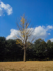 Nami Island in Korea, a ginkgo tree on the autumn lawn in korea