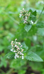 Flowering melissa (Melissa officinalis) flowers