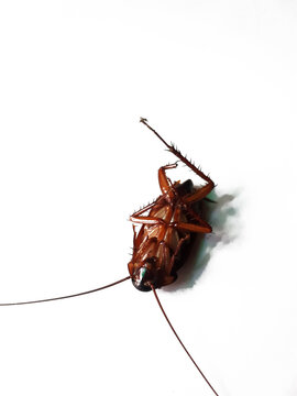 cockroach. close-up cockroach isolated on white background