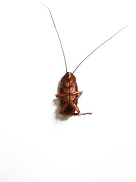 cockroach. close-up cockroach isolated on white background