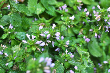 Ballotanigra grows in nature