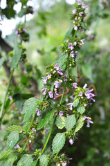 Ballotanigra grows in nature