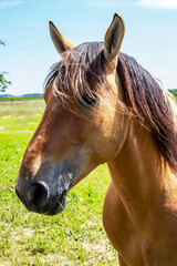 Fototapeta premium Cheval Henson ou cheval de la baie de Somme dans la prairie, Le Marquenterre, Hauts-de-France 