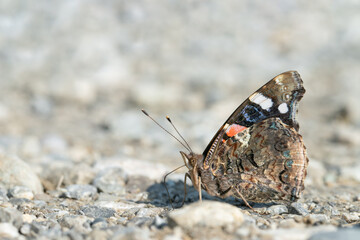 Red admiral butterfly (Vanessa atalanta) looking for minerals on a wet rural road. - obrazy, fototapety, plakaty