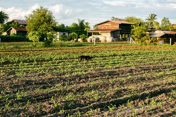 Atmosphere in the backyard. In the evening, plant green plants such as corn.