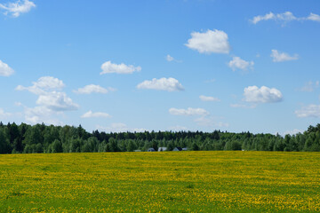 Summer green meadows with dandelions