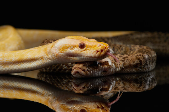 two snake on a black background. Carpet python. Animal in the studio