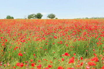 Naklejka na ściany i meble View of beautiful poppy field