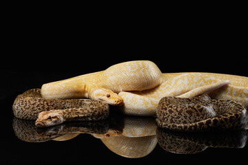 two snake on a black background. Carpet python. Animal in the studio
