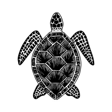 Turtle. Hand-drawn stylized image of turtle. Graphic black and white image isolated on white background. Vector illustration.