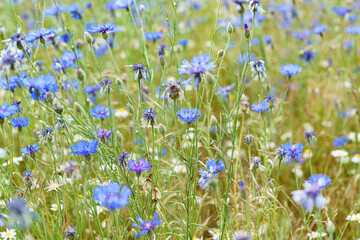 Wiese, Blumen, Kamille, Kornblume