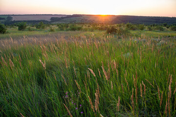 Field landscape at sunset. Steppe grass in sunset light. 