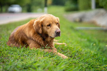Cute golden retriever lying at field in summer.