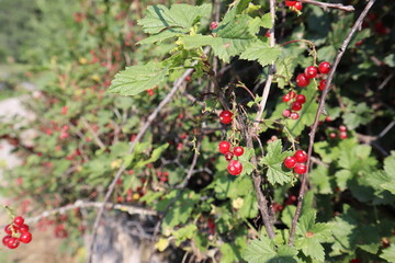 berries on a green bush