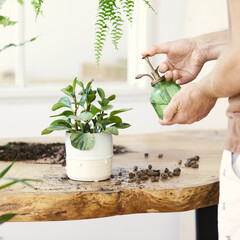 Woman gardeners watering plant in marble ceramic pots on the white wooden table. Concept of home...
