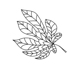 Hand drawn autumn chestnut leaf in doodle style. Leaf icon on white background. Vector illustration of chestnut for clothes, bed linen, postcards, icon, sticker for textile design