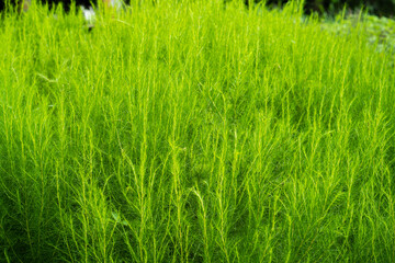 Growing dill at home grow background