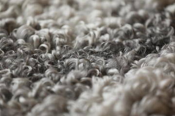 Detail of wool from a lamb skin, Gotland Sweden.