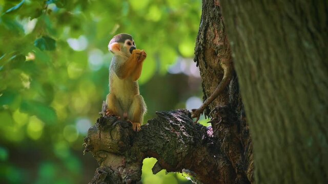 Baby common squirrel monkey looking for food on a tree