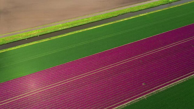 Blooming bulb fields, Zeewolde, Netherlands