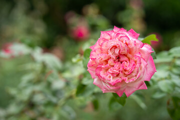 Beautiful pink blossom rose at garden.