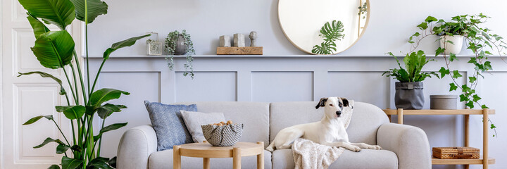  Interior design of living room with stylish grey sofa, coffee table, tropical plant, mirror, decoration, pillows and elegant personal accessories in home decor. Beautiful dog lying on the couch.