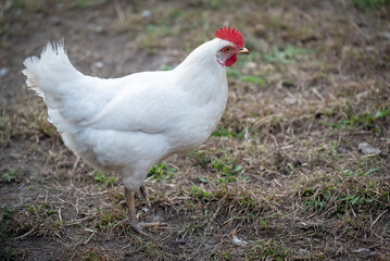 Weiße Henne