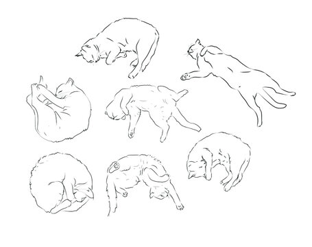 funny cat sleep position line drawing
