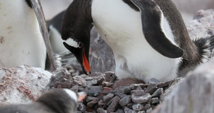 Gentoo penguins (Pygoscelis papua) on rocks, Cuverville Island, Antarctica