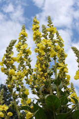 Mullein flowers background (Verbascum densiflorum)Inflorescence of yellow meadow mullein flowers in the sunlight of the day on a blurred background. Summer season.Czechia. Europe. Natural background.