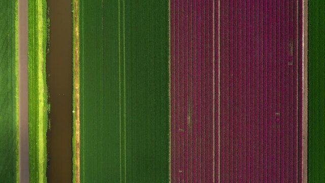 Blooming bulb fields, Zeewolde, Netherlands