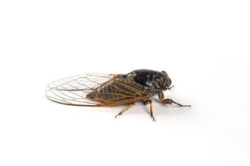 adult black cicada isolated on white background