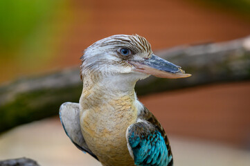 Portrait of blue-winged kookaburra also known as Dacelo leachii