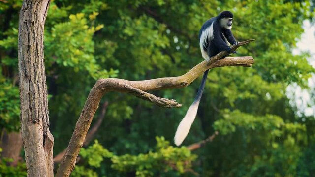 Mantled guereza also known as Colobus guereza on a branch