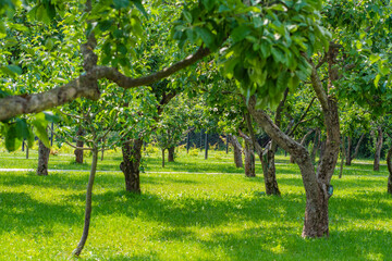 Fototapeta na wymiar A row of fruit trees without fruit