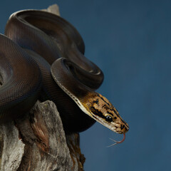 Reticulated Python (Python reticulatus) on blue background on a wooden branch. rainbow snake shimmers in different colors