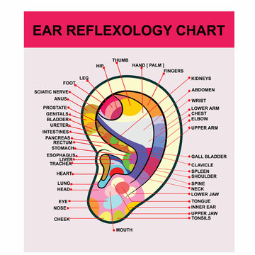 EAR REFLEXOLOGY CHART, poster vector