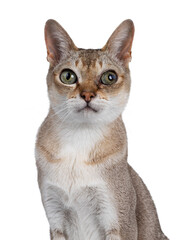 Head shot of senior male Singapura cat, sitting up facing front. Looking towards camera. Isolated on a white background.
