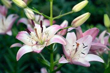Daylily in garden in summer