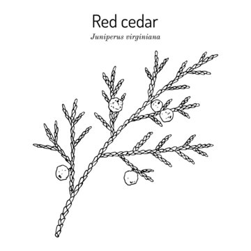Eastern redcedar or Virginian juniper Juniperus virginiana , state tree of Tennessee