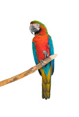 Big beautiful red parrot scarlet macaw Ara macao. Portrait of a parrot isolated on a white background.