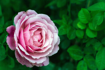 Beautiful Pink rose flower in the garden