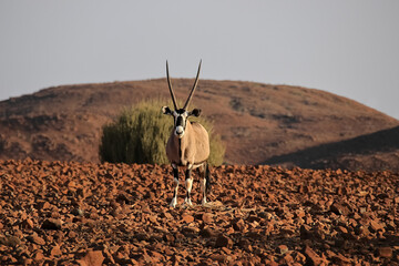 an oryx antelope standing in the stone desert of namibia
