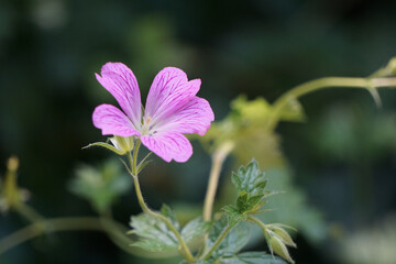 Closeup shot of a single Marsh cranesbill flower with blurred background